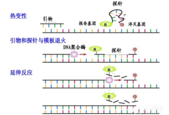 pcr2.png